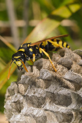 Macro photography of wasp in its nest.