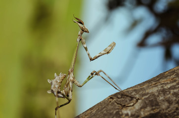 Young praying mantis on a trunk, Andalusia, Spain.