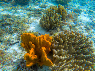 Orange coral on seashore, underwater photo. Marine animal in tropical sea shore. Coral reef formation on white sand