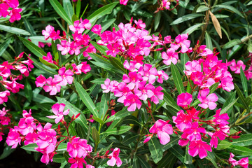 Pink oleander or Nerium flower blossoming on tree. Beautiful colorful floral background