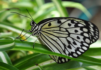 Graceful black and white butterfly sitting on a sheet.