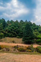 Fototapeta premium Beautiful woods landscape