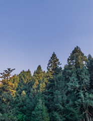 Fototapeta na wymiar Pine trees on blue sky