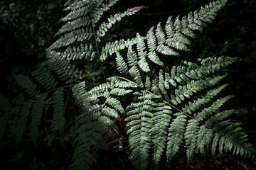 Perfect natural leaves of ferns  pattern. Green foliage background close up