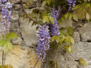 Wisteria floribunda. Grappes de glycine du Japon en décoration murale 