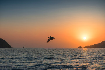 Seagull flying in the sunset on a beach