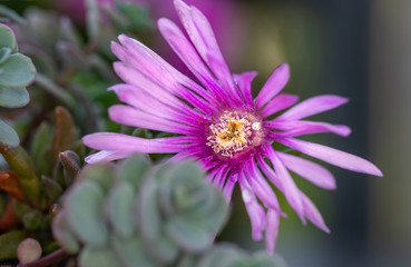 Obraz premium closeup of purple flower