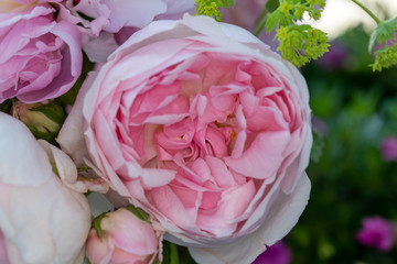 pink rose in the garden