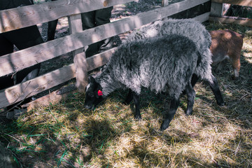 Sheep are walking on the grass in the forest. Aviary with pets. Two gray sheep with black muzzles. Rest in the village. Agriculture. Natural products