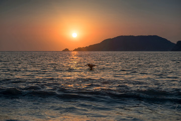 Seagull flying in the sunset on a beach