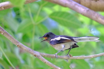 An oriental magpie robin bird sitting on a branch in a tall tree at the park and shouting out 