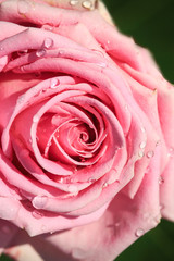 sweet pink rose in soft color and drops water for valentines day and wedding background