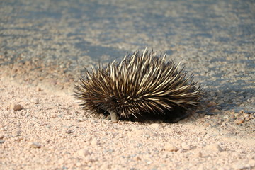 Tachyglossus aculeatus in Western Australia