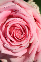 Fototapeta na wymiar sweet pink rose in soft color and drops water for valentines day and wedding background