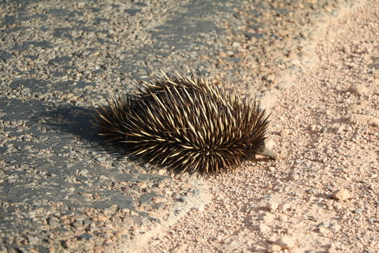 Echidna in Western Australia