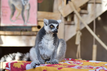 Lemur sitting on a box