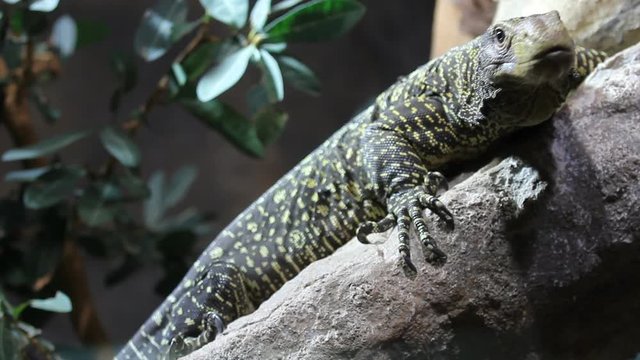 Crocodile monitor lizard (Varanus salvadorii) in the tree