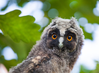 wild baby owl tree background  