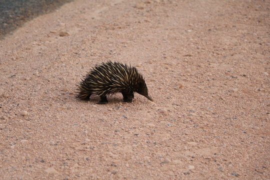 Walking Echidna in Western Australia