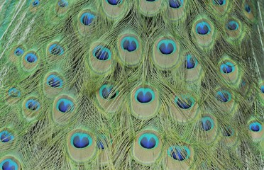 Obraz premium Peacock feathers