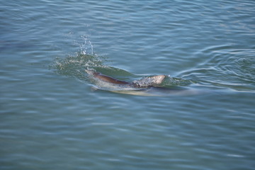 Swimming Bottlenose dolphin at Monkey Mia, Western Australia