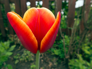 Nahaufnahme einer Tulpenblüte in rot mit orangen Rand.
