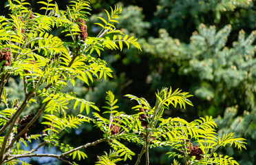 Lot of beautiful tracery young bright green leaves of Rhus typhina (Staghorn sumac, Anacardiaceae) in natural sunlight on blue spruce blurred background. Wonderful concept of natural design