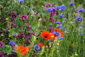 Wiese und bunte Blumen mit Klatschmohn, Storchschnäbel und Kornblumen - Stockfoto