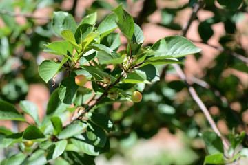 Obraz premium Cherry berries ripen on a tree in the summer garden