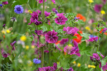 Fototapeta premium Flower field with geranium and red poppy and cornflower - Stockphoto 