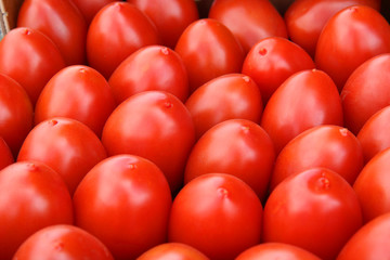 red tomato harvest close up