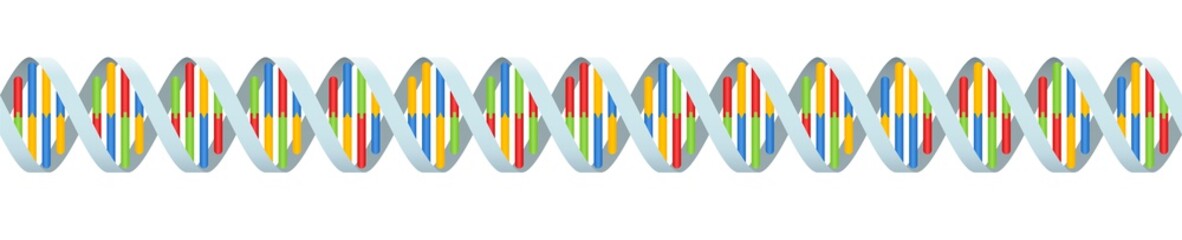 DNA coding strand with four colored base pairings. Seamless extendible double helix. Isolated vector illustration on white background.