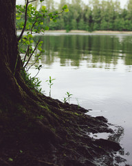 Baumwurzeln wächst am See