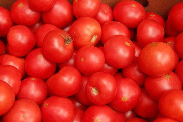 Ripe tomatoes on a black background