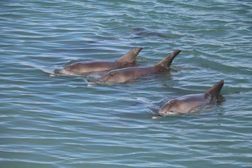 A group of Bottlenose dolphin at Monkey Mia, Western Australia