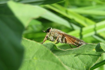Horsefly on leaves background in the garden, closeup