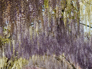 Obraz premium Frühling blütezeit der Wisteria floribunda oder Japanischer Blauregen