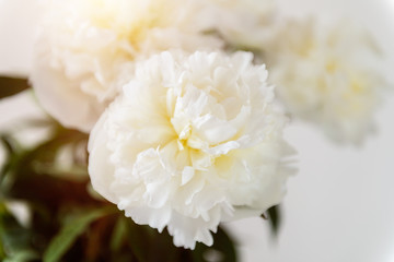 Bunch of amazing peonies in the vase on white wall background