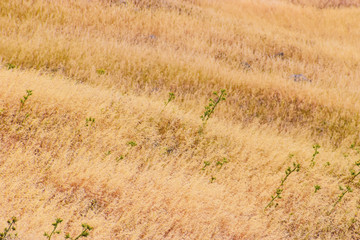 Plateau covered with dry grass. Taken at St. Lawrence Peninsula