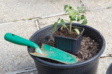 Small tomato plant, plastic flowerpot with loam and gardening trowel