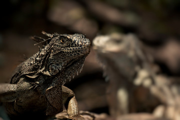 Fototapeta premium lizard