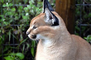 Obraz premium Caracal in South Africa (tenigwa)