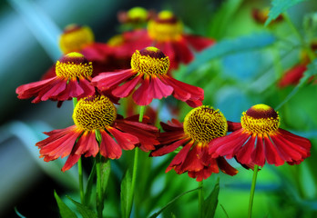 Bright flowers of echinacea