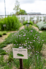 Erba cipollina, pianta aromatica e spezia officinale per profumare cibi e preparazioni di chef e cuochi