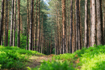 The pine forest with grass on the foreground