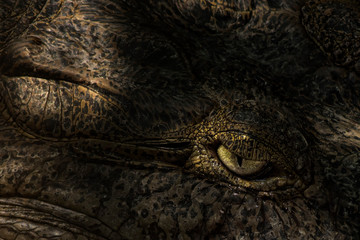 close up and eye of crocodile