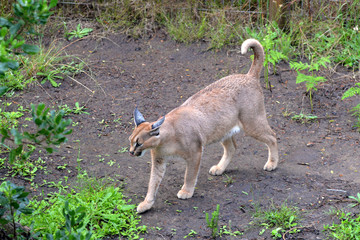 Caracal in South Africa (tenigwa)