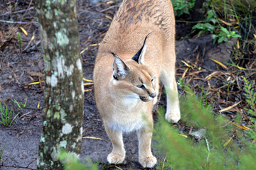 Fototapeta premium Caracal in South Africa (tenigwa)