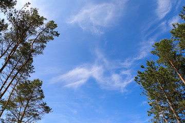 The blue sky between pine trees