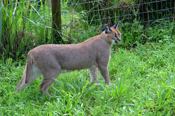 Caracal in South Africa (tenigwa)